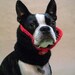 The Count - Dog Collar