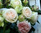 Cottage English Roses - 5 x 7 Photography Print