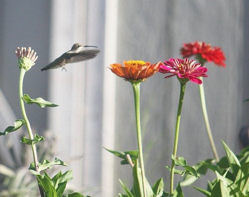 Hummingbird and Zinnias - Fine Art 8 x 10 Photography Print