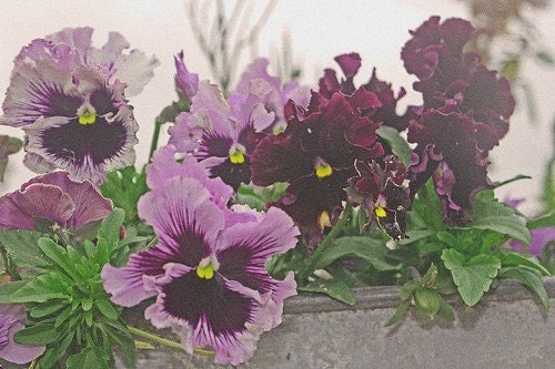 Lush Purple and Lavender Petunias - 8 X 10 PHOTOGRAPHY Print