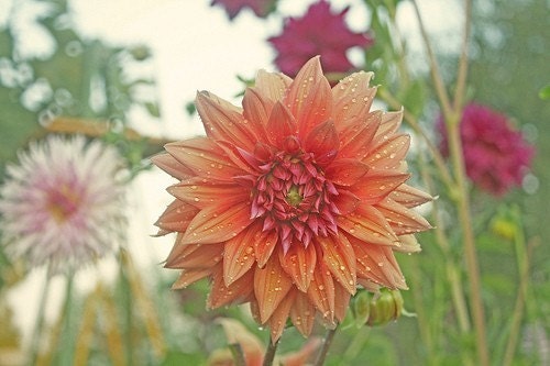 Morning Dew Peach Dahlia - 8 x 10 Photography Print