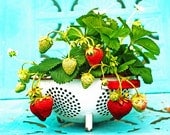 Retro Strawberries on Turquoise - 8 x 10 Photography Print