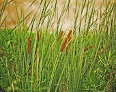 California Cattails - 8 x 10 Photography Print