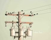 Black Birds on the High Voltage Power Lines - Fine Art 8 x 10 Photography Print
