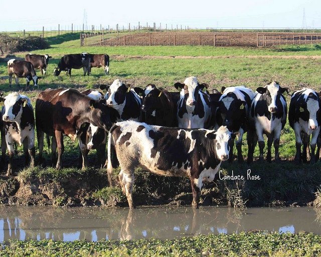 A Whole Herd of Holstein Cows - Fine Art 8 x 10 Photography Print