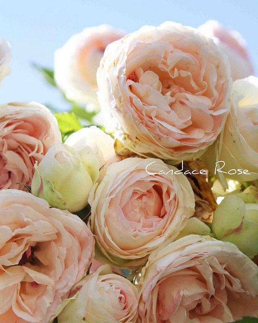 Light Pink English Roses Fine Art 8 x 10 Photography Print
