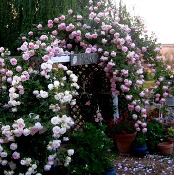 Trellis Of Eden Rose -  8 x 10 Photography Print