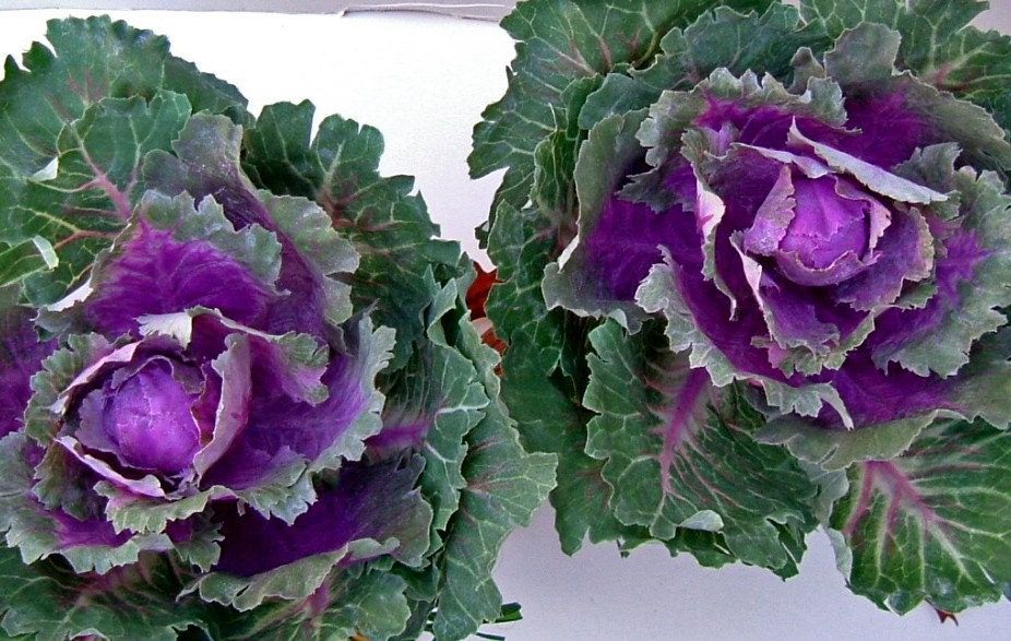 Ornamental Cabbage Planter Pair