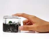 Baby Marimo Inside Its Habitat