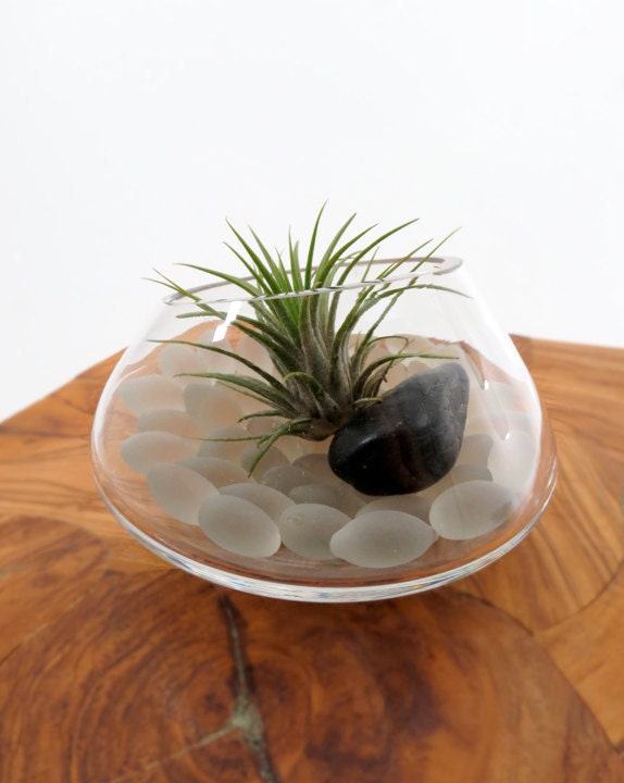 Air Plant in the White Spinning Terrarium -- Discounted