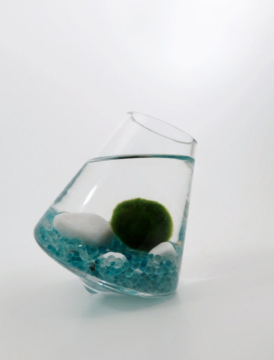 Marimo in the Turquoise Rocking Playground - wendiland Marimo in the Turquoise Rocking Playground - wendiland