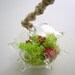 Green Ball and Chain Terrarium