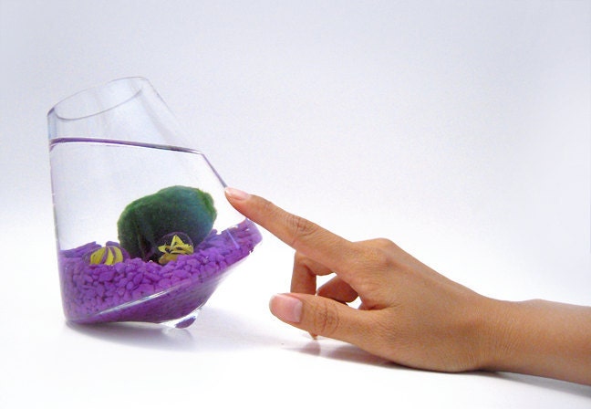 Marimo in the Purple Rocking Playground
