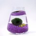 Marimo in the Purple Rocking Playground