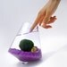 Marimo in the Purple Rocking Playground