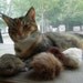Cat Toy/ Tribbles/Fur Balls Set of 3