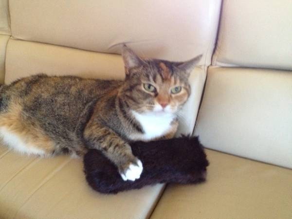 Brown Mink Fur Catnip Cat Toy