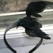 Hitchcock Movie THE BIRDS themed Halloween Headpiece- One Flying Crow Goth