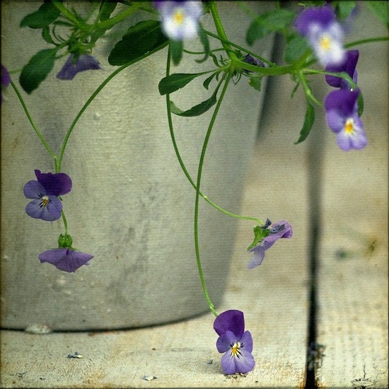 Spring flowers. Purple pansy flowers.  Fine art photography print. 8x8 inches (20x20 cm)