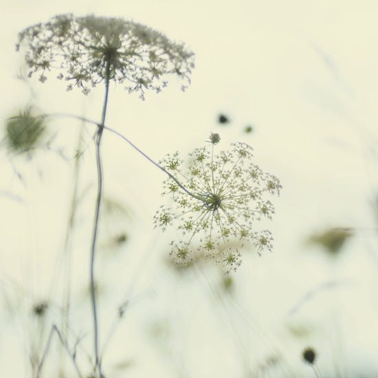 Flower photograph."Umbels...". Fine art photography print. 8x8 (20x 20cm)