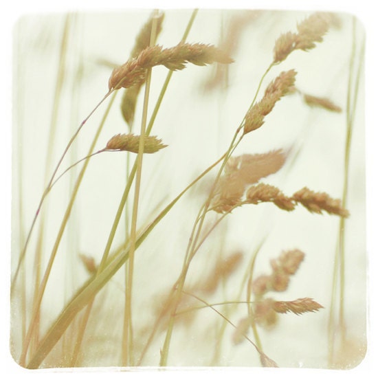 In the fields. Grass. Nature. Fine art photography print. 8x8 inches (20x20 cm)