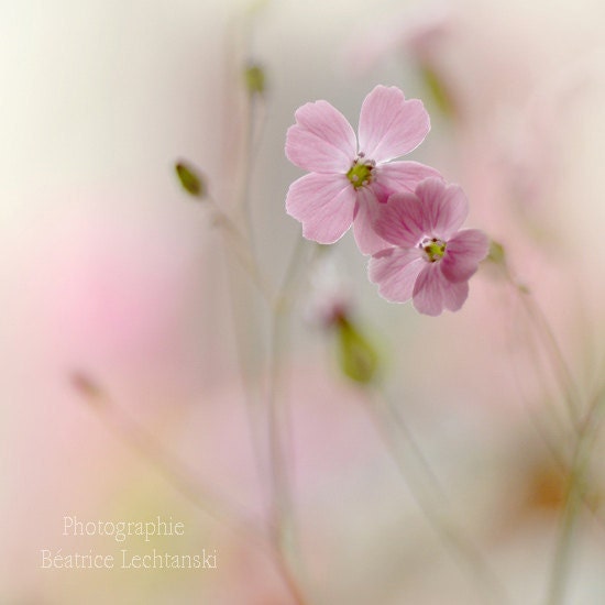 Pink flowers. Pastel. Fine art photography print. 8x8 inches (20x20 cm)