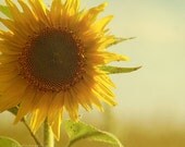 Sunflower photography. Fine art  photography print. 8x8 (20x 20cm)