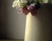 Hellebore... Still life. Bouquet. Fine art photography print. 8x8 inches (20x20 cm)