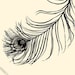 LUCKY FEATHER - Gorgeous 8x10 inch Print featuring a beautiful hand drawn Peacock feather