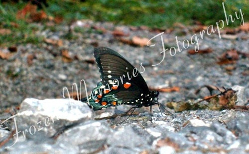 Butterfly Photo