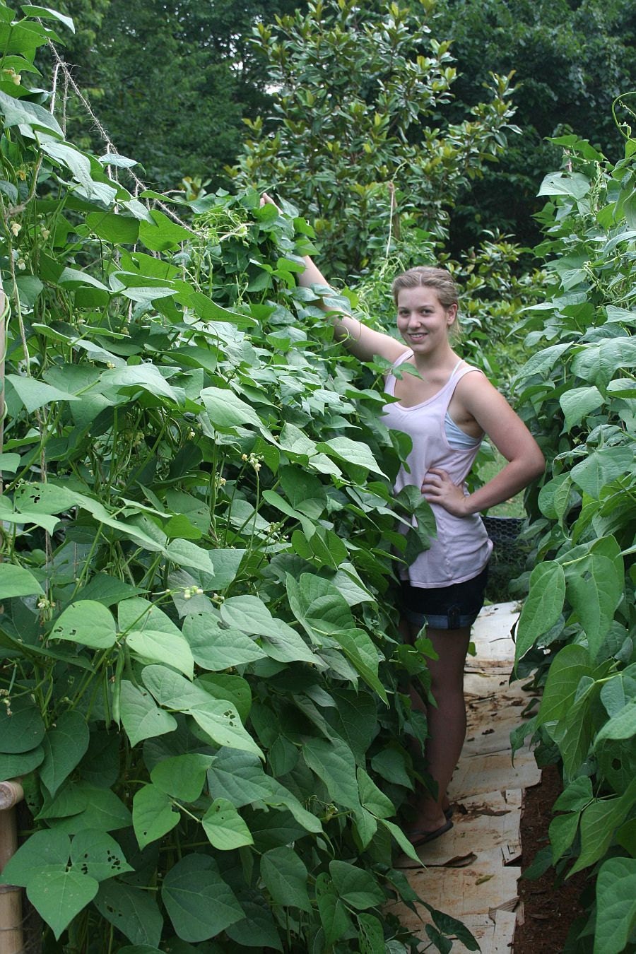 Heirloom Case Knife Bean Seeds Naturally Grown by SmokymistGardens