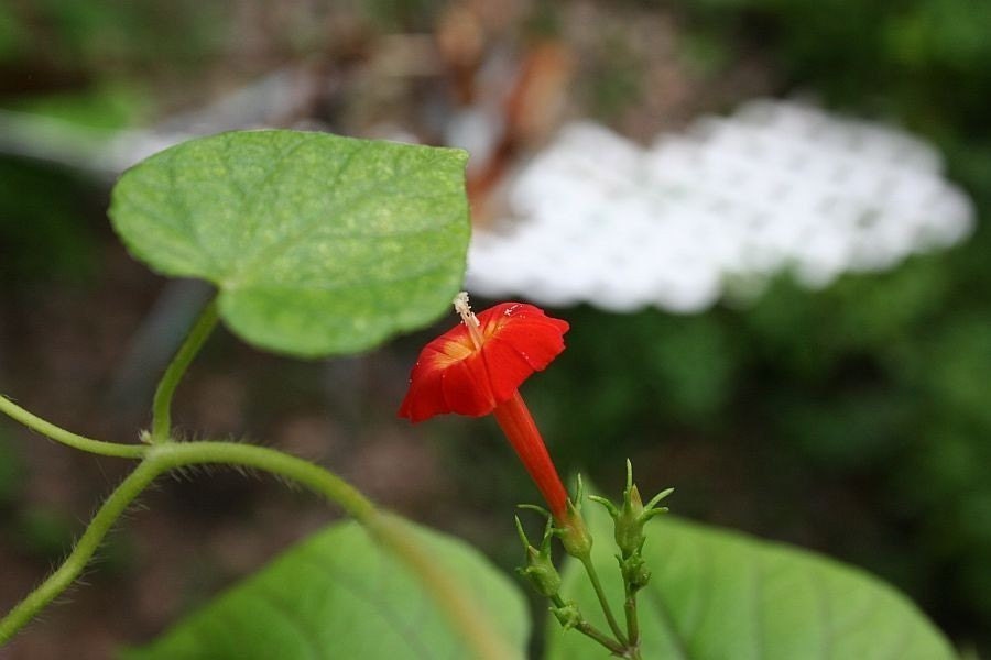 Thanks to Janet's excellent review of the Red Trumpet vine, I was better able to  plan where to put such a plant, that "you can't get rid of." Thank you Janet.