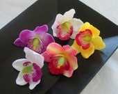 Cymbidium Orchid Flower Heads - 5 Assorted Colors