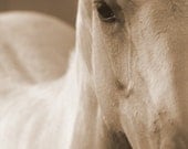 Giclee' Original Horse Photograph 8 X 10