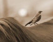 Giclee' Print Sepia Photograph 8 X 10 Cow Bird