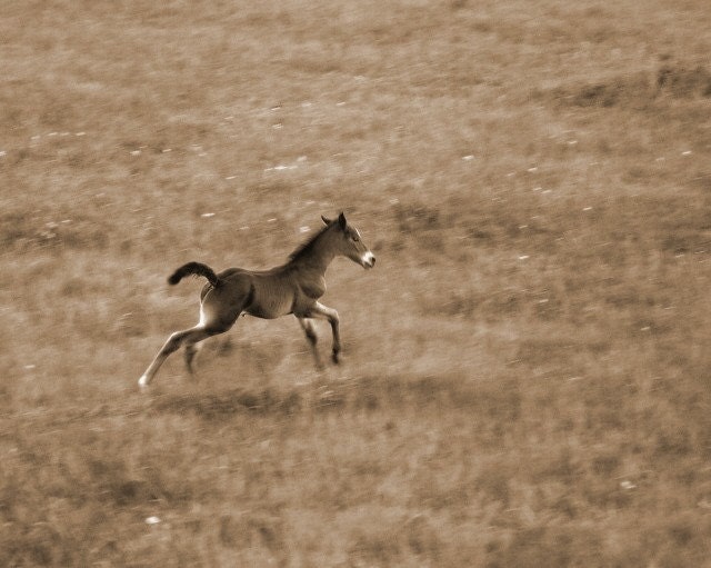 Giclee' Print Foal Horse Photograph