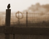 Giclee Print Sepia Bird Western Wall Art