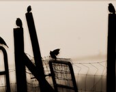 Giclee Print Sepia Birds  Wall Art