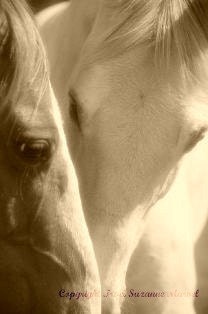 Sepia Horses 11 X 14 Giclee' Print