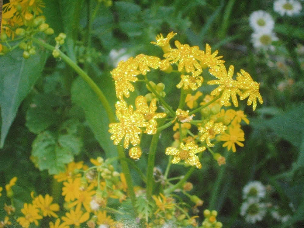 Yellow Wildflowers Fine Art Photograph Print Glossy