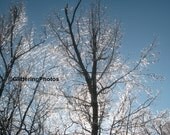 Naturally Glittering Ice No 3 Fine Art Photograph Print Metallic