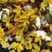 Year Round Wreath- Spring Forsythia Wreath- Forsythia Spring Wreath-Door Wreath