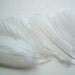 White Fake Feathers, artificial feather, faux feather, fake, faux, craft supplies, bird, chicken, duck, bright color, fancy, party, iammie