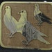 Reclaimed Skateboard Beltbuckle