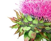 Pink Thistle Greeting Cards by Nan Henke 4 1/4 x 5 1/2 inch (a set of 4) Blank