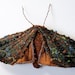 Soft Sculpture Copper Underwing Moth Fabric Brooch / Vintage Wool Silk Brown / Made to Order/ Only Two Left