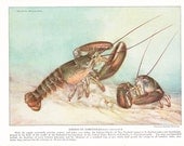 1924 Fish Print - American Lobster - Vintage Antique Nature Science Animal Art Illustration Cabin Cottage Home Decor for Framing