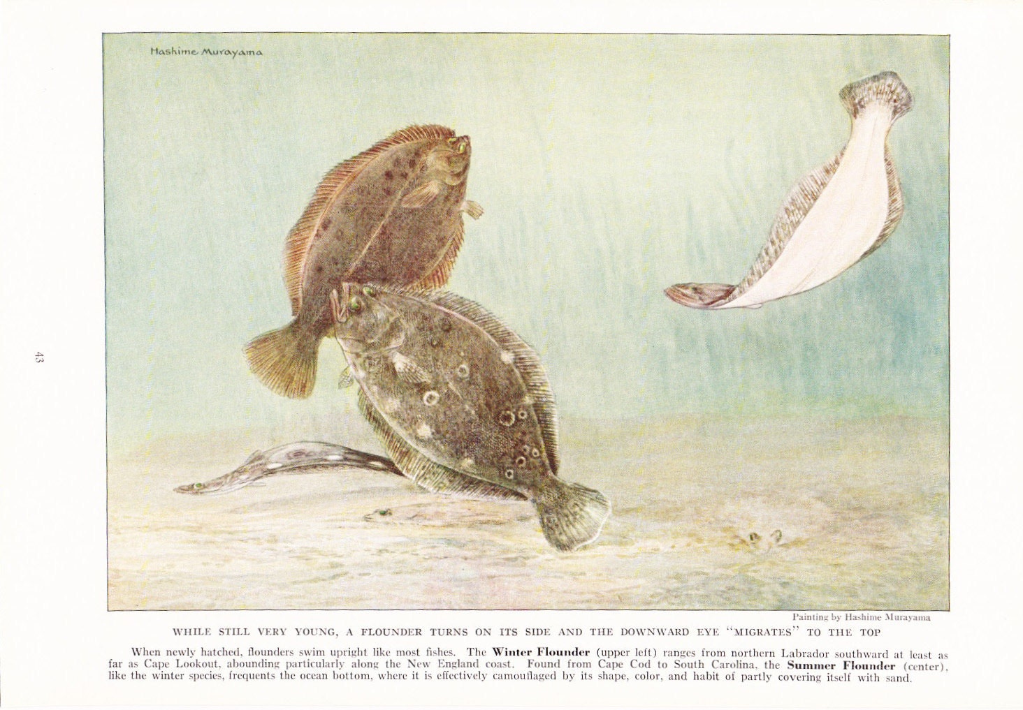1924 Fish Print - Flounder - Vintage Antique Nature Science Animal Art Illustration Cabin Cottage Home Decor for Framing