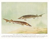 1924 Fish Print - Lake Sturgeon - Vintage Antique Nature Science Animal Art Illustration Cabin Cottage Home Decor for Framing