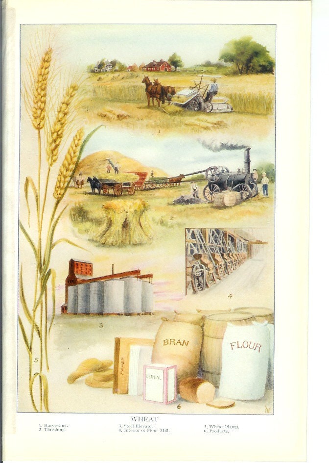 1913 Vintage American Agriculture Print - Wheat - Vintage Home Kitchen Food Decor Plant Art Illustration Great for Framing 100 Years Old